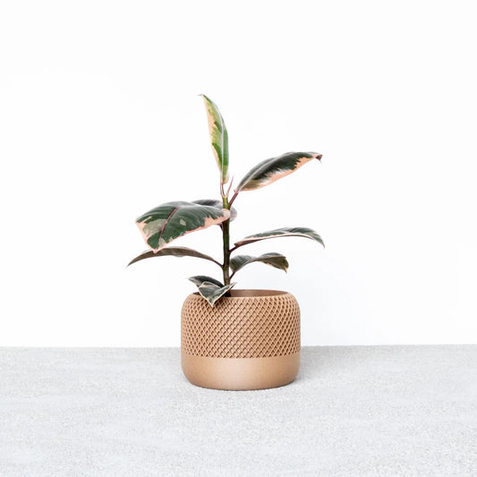 Apple Planter